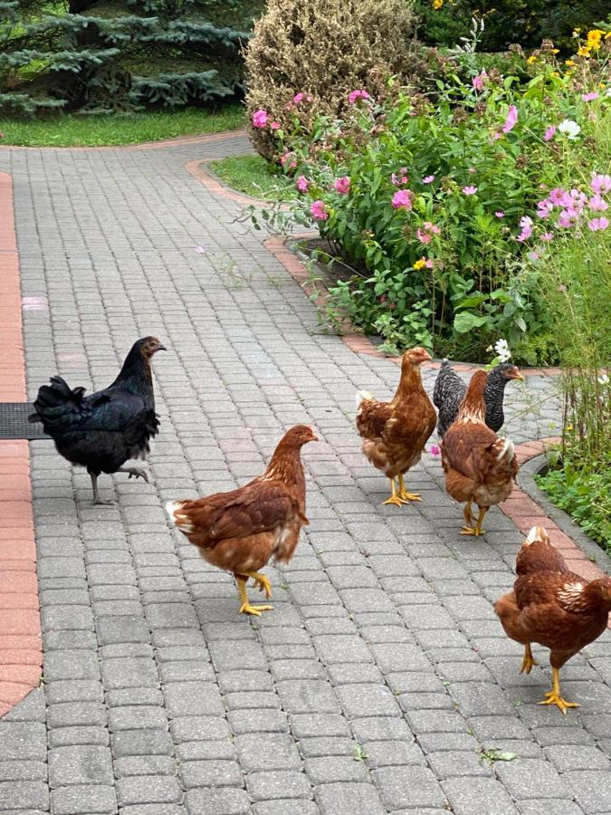 Вилла Agroturystyka Pod Podkowa Мронгово Экстерьер фото